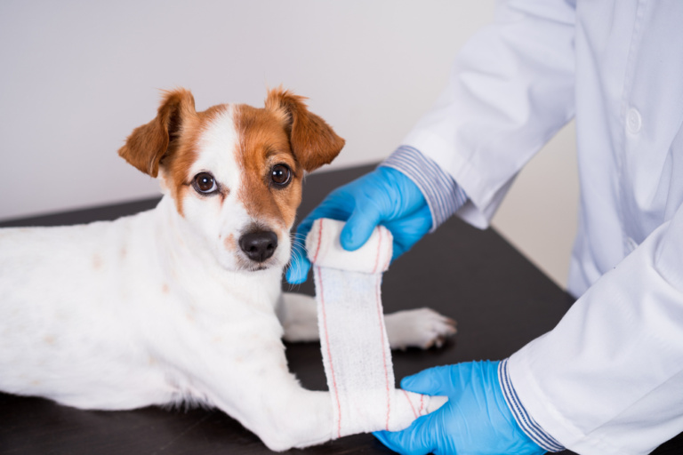 Diagnostics Pensacola, FL Olive Branch Pet Hospital