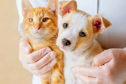 why-immunize-your-pet-banner