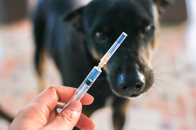 why-immunize-your-pet-strip1