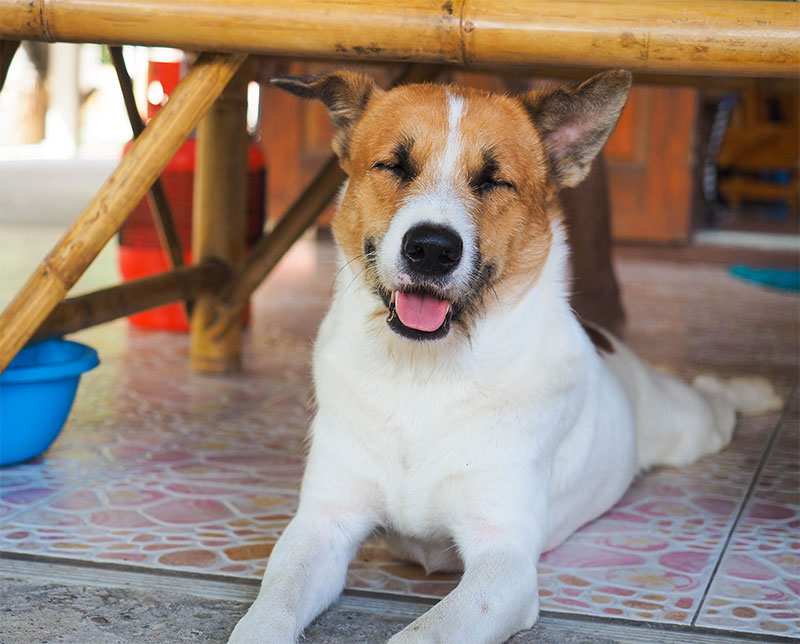 how do dog groomers keep dogs calm