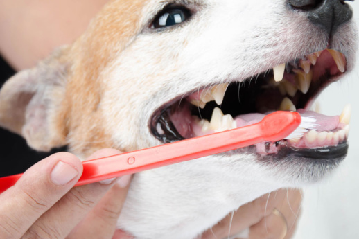 its-time-to-get-your-pets-teeth-banner