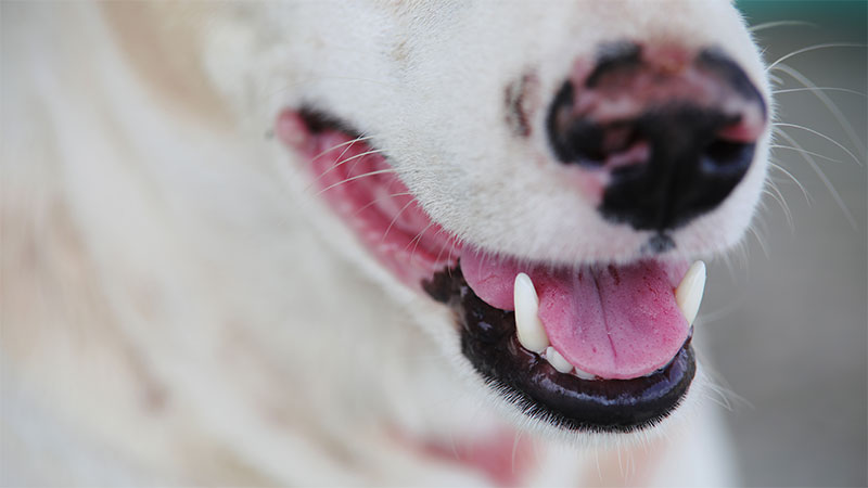 its-time-to-get-your-pets-teeth-strip1