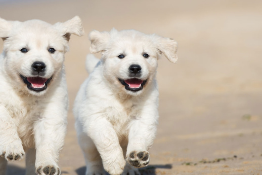 fun-facts-about-puppies-to-celebrate-national-puppy-day_banner