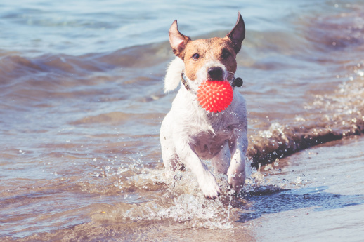 taking-your-dog-to-the-beach_banner