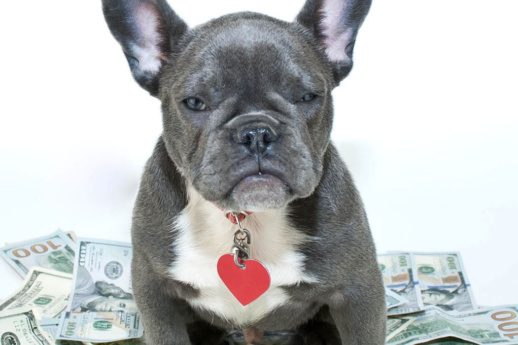 5-tips-that-will-save-you-money-as-a-pet-parent-banner