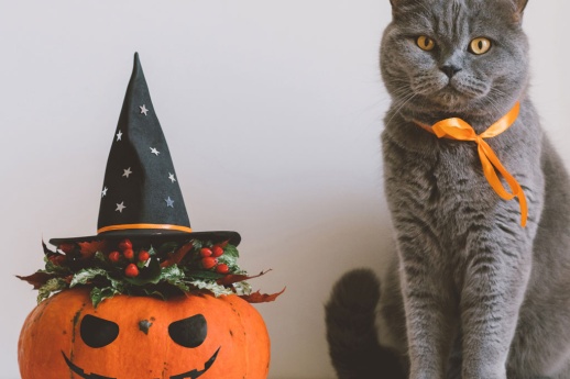 how-to-keep-your-cat-safe-this-halloween-for-national-cat-day-banner