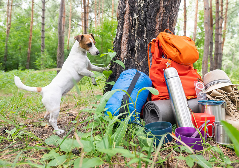 can my dog go hiking