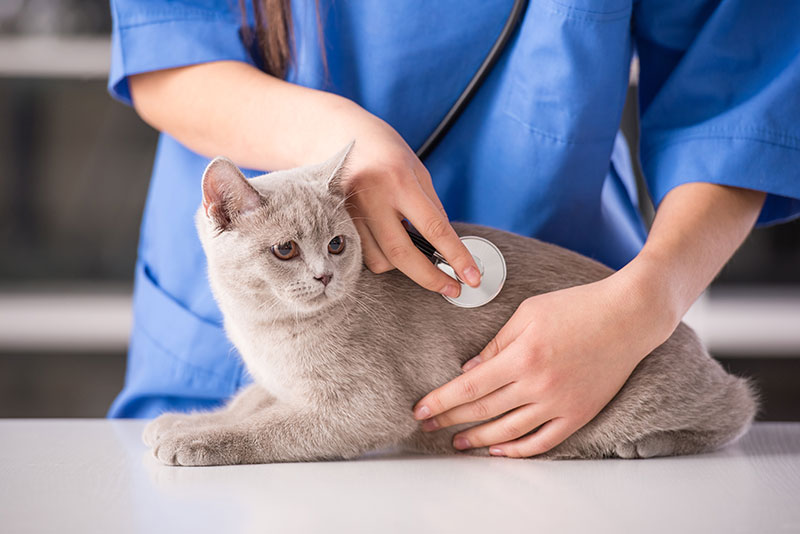 national-cat-health-month-tips-for-your-vet-strip3