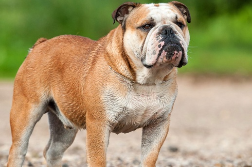 bulldogs-are-beautiful-5-common-health-concerns-to-look-out-for-banner