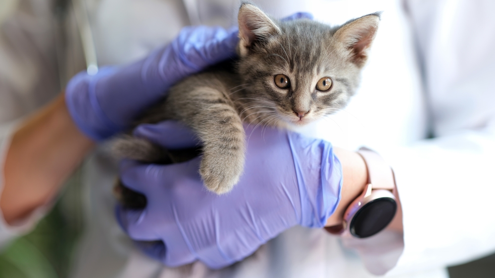 Tips for Taking Your Cat to the Vet: Making the Experience Less ...