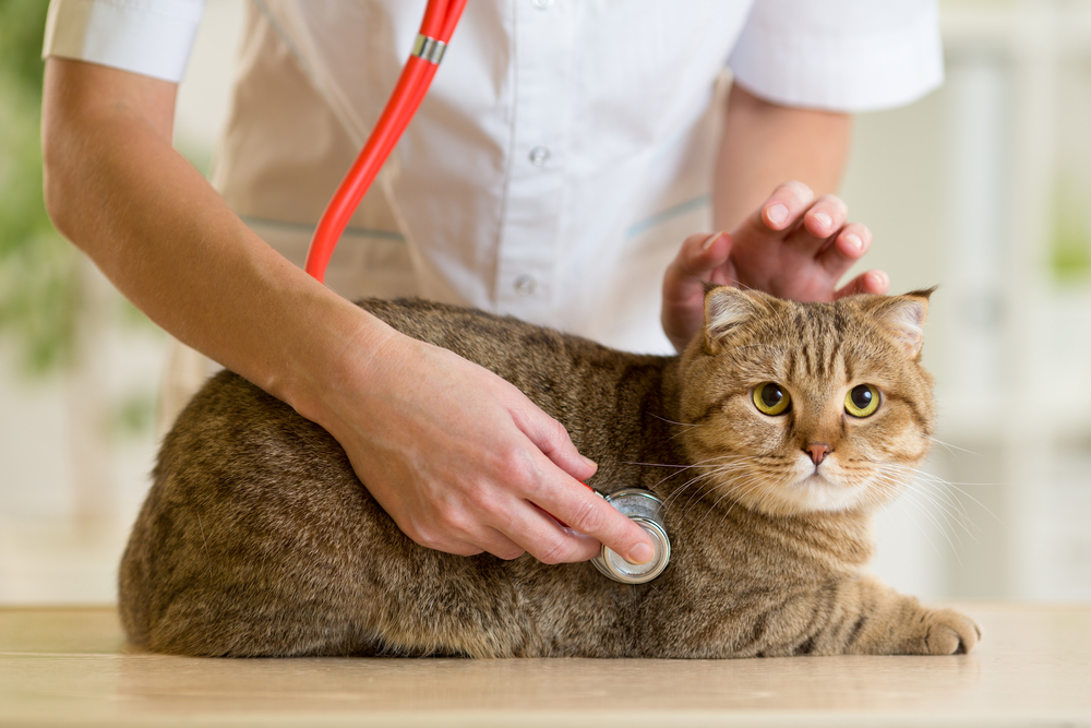 Tips for Taking Your Cat to the Vet: Making the Experience Less ...