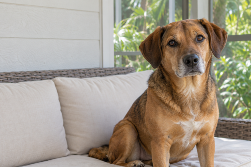 Brown dog sitting on a cushioned bench on a shaded screened porch.