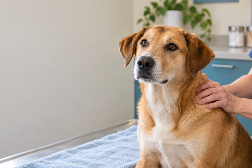 Tan dog resting on an exam table while a veterinary professional gently supports its shoulder.
