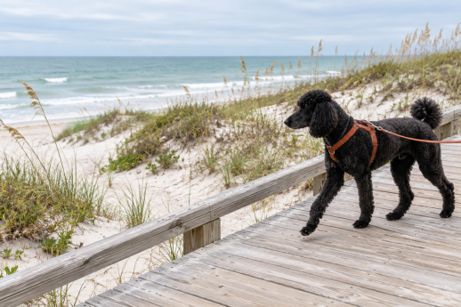 Black poodle wearing a rust-colored harness walking along a beach boardwalk beside Gulf Coast dunes.